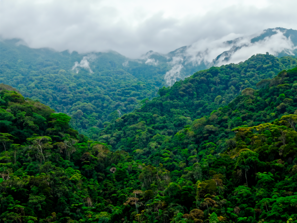 bosques honduras